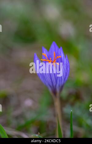 Crocus speciosus o Biebersteins Crocus in fiore in prato autunnale Foto Stock