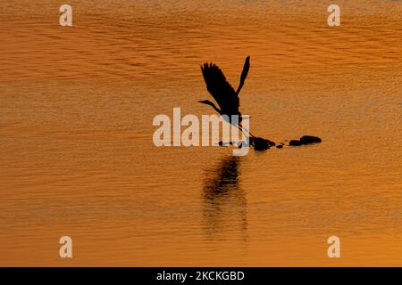 Un uccello grigio di Heron come visto volare con il riflesso scuro sulla superficie dell'acqua arancione. Ora magica alba estiva con colori caldi del cielo e il sole su Kerkini con uccelli, cavalli, pescatori locali di pesca macchiati come silhouette, al Parco Nazionale del Lago nella regione di Serres nel nord della Grecia. Il lago artificiale Kerkini è una zona umida unica, un Parco Nazionale e protetta dalla Convenzione di Ramsar come zona umida con migliaia di uccelli tra cui la foresta rara e protetta lungo il fiume, come importanti idrobiosfere in via di sviluppo che sono di grande importanza internazionale e accettazione, l'acqua principale così Foto Stock
