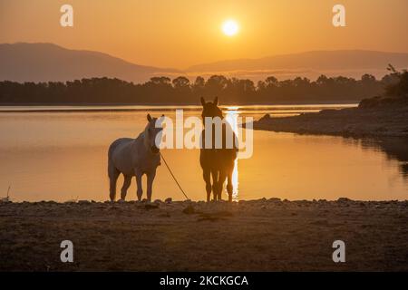 Cavalli come visto la mattina presto nel lago Kerkini. Ora magica alba estiva con colori caldi del cielo e il sole su Kerkini con uccelli, cavalli, pescatori locali di pesca macchiati come silhouette, al Parco Nazionale del Lago nella regione di Serres nel nord della Grecia. Il lago artificiale Kerkini è una zona umida unica, un Parco Nazionale e protetta dalla Convenzione di Ramsar come zona umida con migliaia di uccelli, tra cui la foresta rara e protetta lungo il fiume, in quanto si stanno sviluppando importanti idrobiosfere di grande importanza e accettazione a livello internazionale, La principale fonte d'acqua proveniente dal fiume Strymon proviene da Bulgar Foto Stock