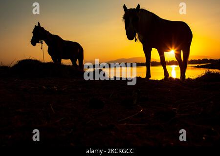 Cavalli come visto la mattina presto nel lago Kerkini. Ora magica alba estiva con colori caldi del cielo e il sole su Kerkini con uccelli, cavalli, pescatori locali di pesca macchiati come silhouette, al Parco Nazionale del Lago nella regione di Serres nel nord della Grecia. Il lago artificiale Kerkini è una zona umida unica, un Parco Nazionale e protetta dalla Convenzione di Ramsar come zona umida con migliaia di uccelli, tra cui la foresta rara e protetta lungo il fiume, in quanto si stanno sviluppando importanti idrobiosfere di grande importanza e accettazione a livello internazionale, La principale fonte d'acqua proveniente dal fiume Strymon proviene da Bulgar Foto Stock