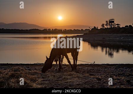 Cavalli come visto la mattina presto nel lago Kerkini. Ora magica alba estiva con colori caldi del cielo e il sole su Kerkini con uccelli, cavalli, pescatori locali di pesca macchiati come silhouette, al Parco Nazionale del Lago nella regione di Serres nel nord della Grecia. Il lago artificiale Kerkini è una zona umida unica, un Parco Nazionale e protetta dalla Convenzione di Ramsar come zona umida con migliaia di uccelli, tra cui la foresta rara e protetta lungo il fiume, in quanto si stanno sviluppando importanti idrobiosfere di grande importanza e accettazione a livello internazionale, La principale fonte d'acqua proveniente dal fiume Strymon proviene da Bulgar Foto Stock