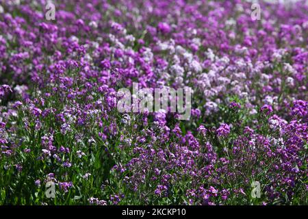 Prato di fiori selvatici viola che crescono a Toronto, Ontario, Canada, il 14 giugno 2009. (Foto di Creative Touch Imaging Ltd./NurPhoto) Foto Stock
