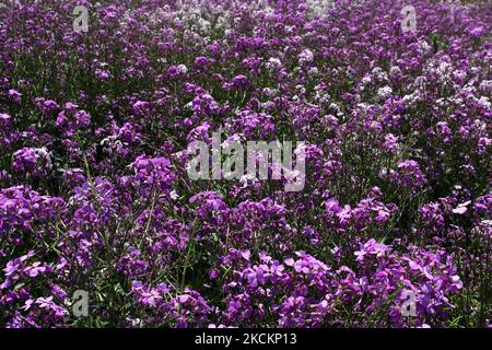 Prato di fiori selvatici viola che crescono a Toronto, Ontario, Canada, il 14 giugno 2009. (Foto di Creative Touch Imaging Ltd./NurPhoto) Foto Stock