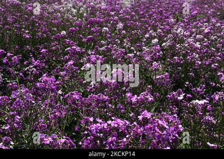 Prato di fiori selvatici viola che crescono a Toronto, Ontario, Canada, il 14 giugno 2009. (Foto di Creative Touch Imaging Ltd./NurPhoto) Foto Stock