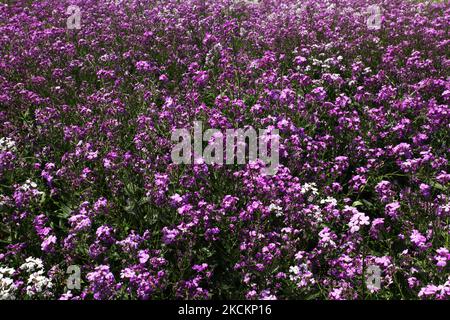 Prato di fiori selvatici viola che crescono a Toronto, Ontario, Canada, il 14 giugno 2009. (Foto di Creative Touch Imaging Ltd./NurPhoto) Foto Stock