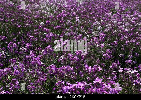 Prato di fiori selvatici viola che crescono a Toronto, Ontario, Canada, il 14 giugno 2009. (Foto di Creative Touch Imaging Ltd./NurPhoto) Foto Stock