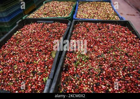 Scatole con mirtilli rossi in un'azienda specializzata nella coltivazione, lavorazione e congelamento di bacche e prodotti forestali. Regione di Ivano-Frankivsk, Ucraina. Settembre 2021 (Foto di Maxym Marusenko/NurPhoto) Foto Stock