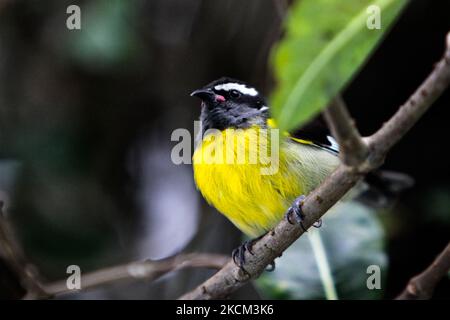 Bananaquit (Coereba flaveola) a Puerto Plata, Repubblica Dominicana, il 19 dicembre 2010. (Foto di Creative Touch Imaging Ltd./NurPhoto) Foto Stock