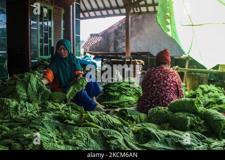 Le donne contadine smistano le foglie di tabacco appena raccolte il 09 settembre 2021 a Tobacco Village, Sumedang Regency, Indonesia. La maggior parte dei residenti in questo villaggio lavora come coltivatori di tabacco, una professione che hanno trasmesso sopra di generazione in generazione. Quando visitiamo questo villaggio, vedremo le distese di tabacco che asciugano sotto il sole che riempiono le strade del villaggio, i tetti e le terrazze delle case. Questo villaggio è in grado di soddisfare la domanda di mercato da tutte le province indonesiane tra cui West Java, Bali e Sumatra. Alcuni prodotti vengono persino esportati all'estero, in luoghi come il Pakistan, la Malesia e la Turchia. Il tobac Foto Stock