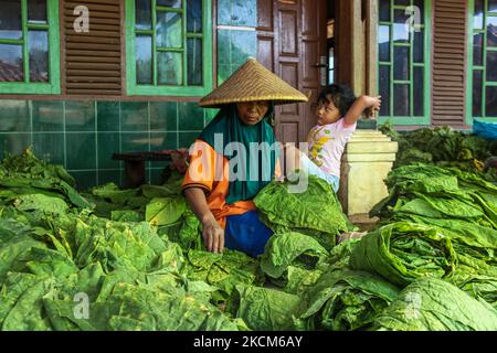 Le donne contadine smistano le foglie di tabacco appena raccolte il 09 settembre 2021 a Tobacco Village, Sumedang Regency, Indonesia. La maggior parte dei residenti in questo villaggio lavora come coltivatori di tabacco, una professione che hanno trasmesso sopra di generazione in generazione. Quando visitiamo questo villaggio, vedremo le distese di tabacco che asciugano sotto il sole che riempiono le strade del villaggio, i tetti e le terrazze delle case. Questo villaggio è in grado di soddisfare la domanda di mercato da tutte le province indonesiane tra cui West Java, Bali e Sumatra. Alcuni prodotti vengono persino esportati all'estero, in luoghi come il Pakistan, la Malesia e la Turchia. Il tobac Foto Stock