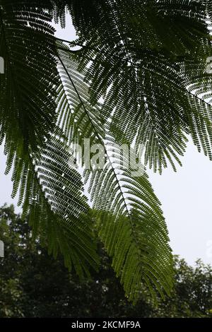 La poinciana reale (regione di Delonix), conosciuta anche come Gulmohar, ha due foglie pinnate : (pix SShukla) Foto Stock