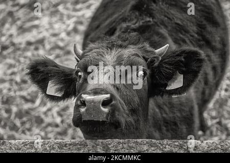 Il ritratto di Young Black bull in bianco e nero sembra sorpreso dal fotografo con la fotocamera. Immagine stock. Foto Stock