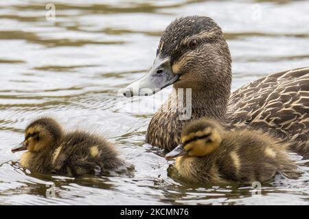 Gli anatroccoli nuotano con la madre nel parco Groynes di Christchurch, Nuova Zelanda, il 17 settembre 2021. (Foto di Sanka Vidanagama/NurPhoto) Foto Stock