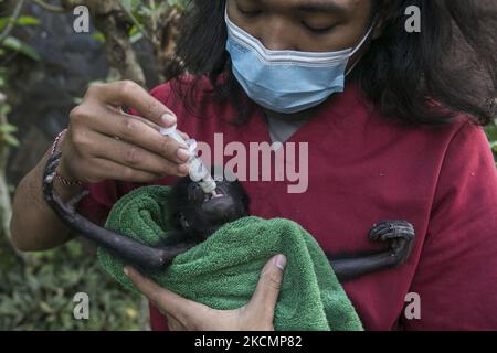 Un bambino Siamang (Symphalangus syndactylus) è stato dato latte da un'infermiera animale al Bali Wildlife Rescue Center a Tabanan, Bali, Indonesia il 17 2021 settembre. Il bambino Siamang di 2 mesi, un primate protetto e minacciato dell'Indonesia, viene curato prima di essere trasportato nel sito di riabilitazione a Sumatra occidentale per sopravvivere in natura più tardi. La scimmia è stata consegnata da una proprietà illegale all'Agenzia indonesiana per la conservazione e le risorse naturali (BKSDA) di Bali. (Foto di Johanes Christo/NurPhoto) Foto Stock