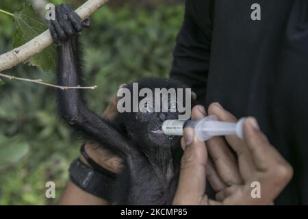 Un bambino Siamang (Symphalangus syndactylus) è stato dato latte da un'infermiera animale al Bali Wildlife Rescue Center a Tabanan, Bali, Indonesia il 17 2021 settembre. Il bambino Siamang di 2 mesi, un primate protetto e minacciato dell'Indonesia, viene curato prima di essere trasportato nel sito di riabilitazione a Sumatra occidentale per sopravvivere in natura più tardi. La scimmia è stata consegnata da una proprietà illegale all'Agenzia indonesiana per la conservazione e le risorse naturali (BKSDA) di Bali. (Foto di Johanes Christo/NurPhoto) Foto Stock