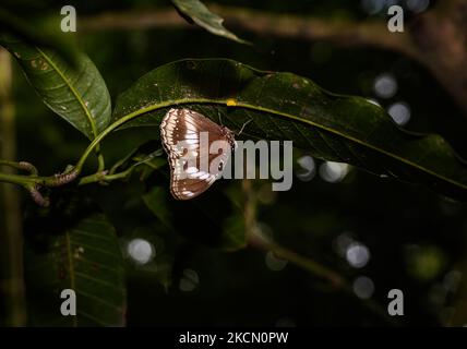 La grande melanzana (Hypolimnas bolina) conosciuta anche come la melanzana o farfalla della luna blu è una specie di farfalla ninfalide che si trova dal Madagascar all'Asia e all'Australia. La farfalla grande melanzana maschile è altamente territoriale, noto per tornare a difendere la stessa posizione per un massimo di 54 giorni, e pattuglie da e per, inseguendo via qualsiasi farfalla che entra nel suo territorio. Una grande farfalla della melanzana è seduta sotto una foglia a Tehatta, Bengala Occidentale, India, il 20/09/2021. (Foto di Soumyabrata Roy/NurPhoto) Foto Stock