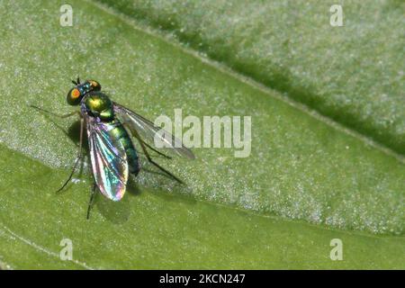 Volo a zampe lunghe (Condylostylostylus inermis) su una foglia a Toronto, Ontario, Canada, il 20 settembre 2021. (Foto di Creative Touch Imaging Ltd./NurPhoto) Foto Stock