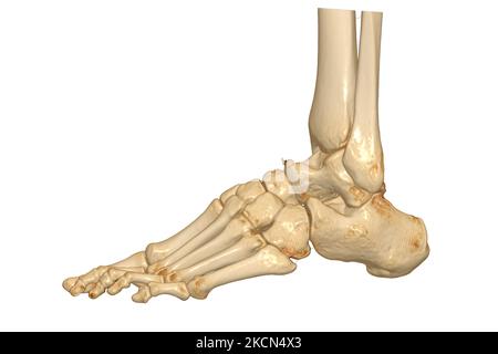 3D resa delle ossa del piede isolata su sfondo bianco. Tracciato di ritaglio. Foto Stock