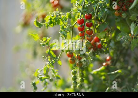 Frutti di pomodoro di ciliegia appesi da cespuglio verde che cresce all'interno della serra o sulla piantagione del contadino Foto Stock