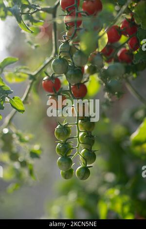 Frutti di pomodoro di ciliegia appesi da cespuglio verde che cresce all'interno della serra o sulla piantagione del contadino Foto Stock