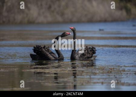 Un paio di cigni neri (Cygnus atratus) nuotano su un lago al parco Groynes a Christchurch, Nuova Zelanda, il 01 ottobre 2021. I cigni neri, nativi dell'Australia, sono stati introdotti in Nuova Zelanda negli anni '1860s e la specie è ora diffusa sia nelle isole nord che sud della Nuova Zelanda. (Foto di Sanka Vidanagama/NurPhoto) Foto Stock