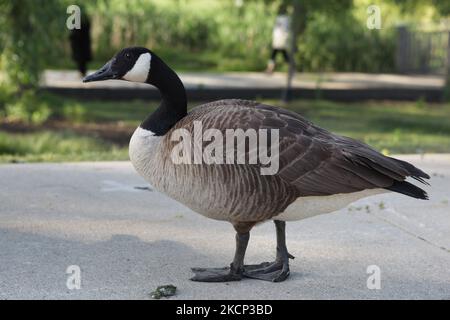 Canada Goose (Branta canadensis) a Toronto, Ontario, Canada. (Foto di Creative Touch Imaging Ltd./NurPhoto) Foto Stock