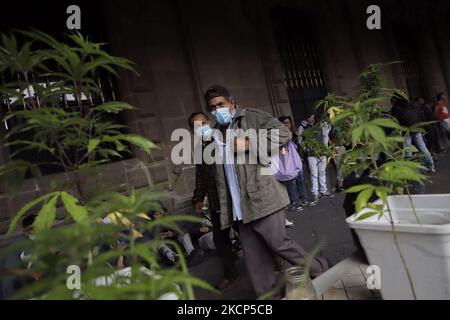 Un passerby passa davanti a vasi di marijuana fuori dagli uffici della Corte Suprema di Giustizia della Nazione e del governo di Città del Messico, durante l'emergenza COVID-19 e il semaforo epidemiologico giallo nella capitale. (Foto di Gerardo Vieyra/NurPhoto) Foto Stock