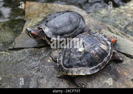 Due tartarughe slider dalle orecchie rosse (Trachemys scripta elegans) che riposano su una roccia ad Ajax, Ontario, Canada. Il cursore dalle orecchie rosse, noto più comunemente nel Regno Unito come il Terrapin dalle orecchie rosse, è una tartaruga semi-acquatica appartenente alla famiglia Emydidae. (Foto di Creative Touch Imaging Ltd./NurPhoto) Foto Stock