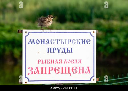 L'uccello siede su un tabellone con l'iscrizione - stagni monastici la pesca è vietata Foto Stock