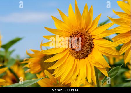 Monferrato, Piemonte, Italia - 19 luglio 2021: Girasole in campo girasole. Fioritura di girasoli, fiori gialli luminosi nelle contee piemontesi Foto Stock