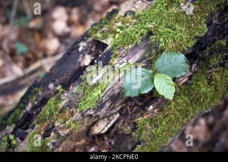 Su un albero caduto cresce un giovane faggio. La foresta di Arbas (Haute-Garonne) nei Pirenei francesi è una foresta mista : alcune parti stanno lentamente tornando a qualcosa di simile a una foresta incontaminata, altre parti sono sfruttate. Una foresta che ritorna allo stato primario è piena di legno morto (dai ramoscelli agli alberi sradicati) con radure naturali dovute agli alberi caduti. I campionamenti di solito crescono in queste radure. Parti della foresta di Arbas ancora portare tracce di occupazione umana nel corso dei secoli, come sentieri lapidati, terrazze, segni di colliers, ecc Tolosa. Arbas. Francia. Ottobre 15th 2021. (Foto di Alain Pit Foto Stock