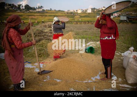 Gli agricoltori nepalesi raccolgono il riso dalle risaie durante la stagione di raccolta a Khokana, Nepal, martedì 26 ottobre 2021. (Foto di Rojan Shrestha/NurPhoto) Foto Stock