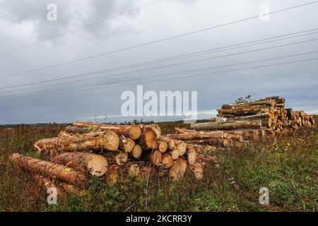 Pila di tronchi di legno nel luogo di sgombrare una vasta area di alberi è visto a Danzica Kielpino Gorne, Polonia il 17 ottobre 2021 (Foto di Michal Fludra/NurPhoto) Foto Stock