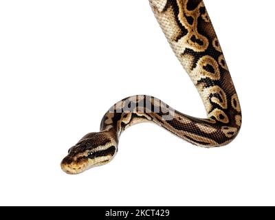 Colpo di testa di Ball Python alias Python regius, isolato su sfondo bianco. Foto Stock