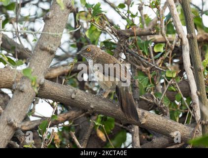 Il Babbler con la freccia ha un occhio giallo distintivo in contrasto con il loro piumaggio del drab. Viaggiano in gruppi di famiglia rumorosi come giovani Foto Stock