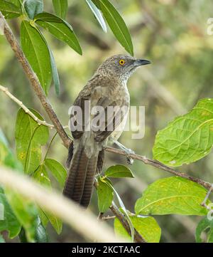 Il Babbler con la freccia ha un occhio giallo distintivo in contrasto con il loro piumaggio del drab. Viaggiano in gruppi di famiglia rumorosi come giovani Foto Stock