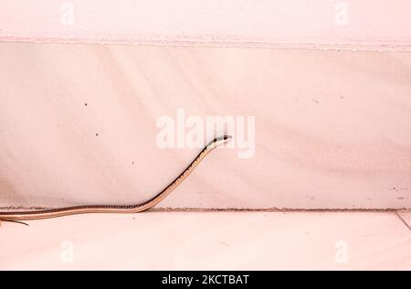 Un serpente comune dell'albero del Bronzeback (tristis di Dendrelaphis) è salito accidentalmente al primo piano di una casa la mattina a Tehatta, Bengala Occidentale; India il 06/11/2021. Il serpente dell'albero del Bronzeback indiano o serpente dell'albero del Bronzeback comune è un serpente lungo e slanciato con una testa appuntita e una linea color bronzo che corre a destra giù la relativa parte posteriore. Questo serpente innocuo (non velenoso) preferisce le cime degli alberi alla vita sul terreno. Può essere camuffato tra le foglie a causa della sua rudosa pelle marrone. La sua dieta include geckos, uccelli e occasionalmente rane. (Foto di Soumyabrata Roy/NurPhoto) Foto Stock