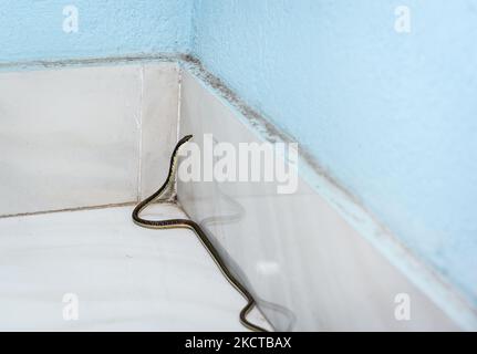 Un serpente comune dell'albero del Bronzeback (tristis di Dendrelaphis) è salito accidentalmente al primo piano di una casa la mattina a Tehatta, Bengala Occidentale; India il 06/11/2021. Il serpente dell'albero del Bronzeback indiano o serpente dell'albero del Bronzeback comune è un serpente lungo e slanciato con una testa appuntita e una linea color bronzo che corre a destra giù la relativa parte posteriore. Questo serpente innocuo (non velenoso) preferisce le cime degli alberi alla vita sul terreno. Può essere camuffato tra le foglie a causa della sua rudosa pelle marrone. La sua dieta include geckos, uccelli e occasionalmente rane. (Foto di Soumyabrata Roy/NurPhoto) Foto Stock