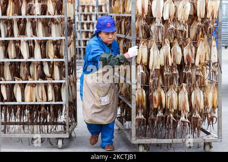 ZHOUSHAN, CINA - 5 NOVEMBRE 2022 - Un operaio raccoglie calamari secchi in una fabbrica di lavorazione di prodotti alimentari a base di pesce a Zhoushan, Zhejiang provin della Cina orientale Foto Stock