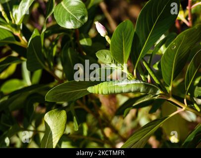 Oleander Hawk-moth o Army green moth (Daphnis nerii) è una grande falco-moth che si trova in ampie aree dell'Africa, dell'Asia e di alcune isole hawaiane. I pilastri di questa falena si nutrono principalmente di foglie di oleandro (oleandro di Nerium), una pianta altamente tossica per gli esseri umani, alla quale i pilastri sono immuni. Un bruco di falco di Oleander sta mangiando le piante di fiori di Catharanthus roseus (Madagascar periwinkle) a Tehatta, Bengala Occidentale; India il 08/11/2021. (Foto di Soumyabrata Roy/NurPhoto) Foto Stock