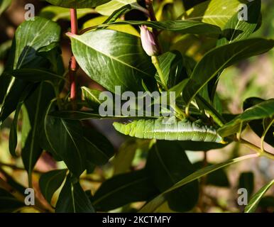 Oleander Hawk-moth o Army green moth (Daphnis nerii) è una grande falco-moth che si trova in ampie aree dell'Africa, dell'Asia e di alcune isole hawaiane. I pilastri di questa falena si nutrono principalmente di foglie di oleandro (oleandro di Nerium), una pianta altamente tossica per gli esseri umani, alla quale i pilastri sono immuni. Un bruco di falco di Oleander sta mangiando le piante di fiori di Catharanthus roseus (Madagascar periwinkle) a Tehatta, Bengala Occidentale; India il 08/11/2021. (Foto di Soumyabrata Roy/NurPhoto) Foto Stock