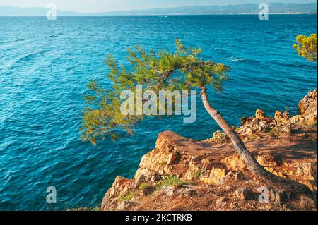 Grande pino su panchina da immersione mare blu godendo di bella luce tramonto a Brela, regione Makarska, Dalmazia, Croazia. Foto Stock