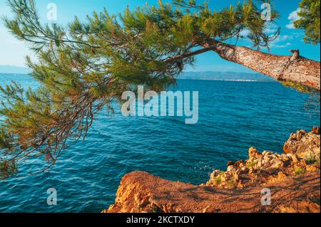 Grande pino su panchina da immersione mare blu godendo di bella luce tramonto a Brela, regione Makarska, Dalmazia, Croazia. Foto Stock