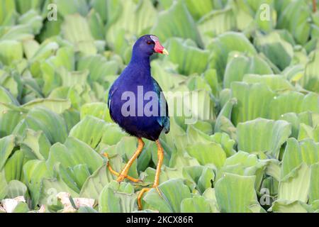 Gallinule viola (Porphyrio martinica) camminando tra la vegetazione acquatica. Uccelli acquatici Foto Stock