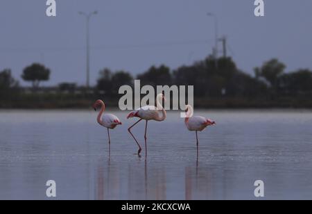 Fenicotteri in un lago salato nella città costiera meridionale di Larnaca, nell'isola mediterranea orientale di Cipro. Lunedì 6 dicembre 2021. Il lago salato di Larnaca è un popolare punto di sosta sulle vie di migrazione per oltre 300 specie di uccelli. (Foto di Danil Shamkin/NurPhoto) Foto Stock