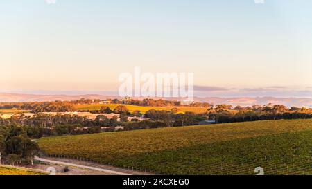 Vigneti in McLaren vale al tramonto, Australia Meridionale. Foto Stock