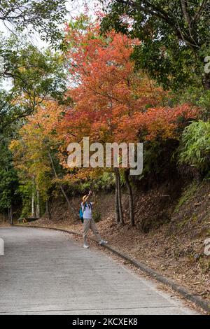 Hong Kong, Cina, 7 dicembre 2021, Un uomo scatta foto dei colori autunnali su un albero nella zona di Tai Tong di Yuen Long. La zona è piantata di alberi di gomma ed è uno dei rari luoghi dove è possibile vedere i colori autunnali a Hong Kong. (Foto di Marc Fernandes/NurPhoto) Foto Stock