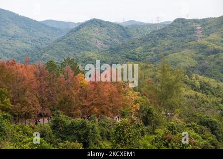 Hong Kong, Cina, 7 dicembre 2021, i colori autunnali splash out sullo sfondo della foresta in Tai Tong. (Foto di Marc Fernandes/NurPhoto) Foto Stock