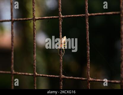 Un ragno di lince a strisce (Oxyopes javanus Thorell) sta arrampicandosi attraverso il web sulla rete della finestra in una casa a Tehatta, Bengala Occidentale; India il 24/11/2021. (Foto di Soumyabrata Roy/NurPhoto) Foto Stock