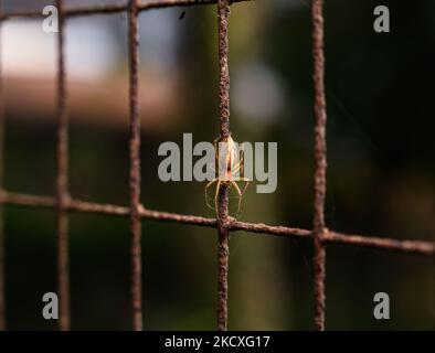 Un ragno di lince a strisce (Oxyopes javanus Thorell) sta arrampicandosi attraverso il web sulla rete della finestra in una casa a Tehatta, Bengala Occidentale; India il 24/11/2021. (Foto di Soumyabrata Roy/NurPhoto) Foto Stock